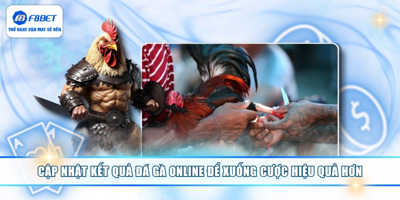 Cập nhật kết quả đá gà online để xuống cược hiệu quả hơn