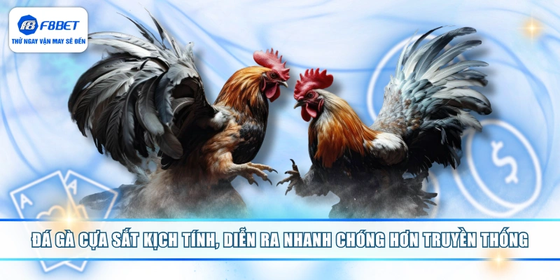 Đá gà cựa sắt kịch tính, diễn ra nhanh chóng hơn truyền thống