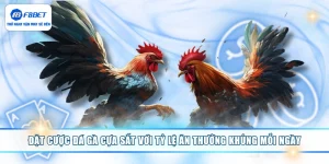 Đặt Cược Đá Gà Cựa Sắt Với Tỷ Lệ Ăn Thưởng Khủng Mỗi Ngày