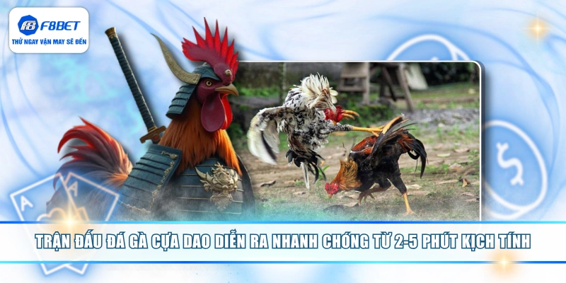 Trận đấu đá gà cựa dao diễn ra nhanh chóng từ 2-5 phút kịch tính