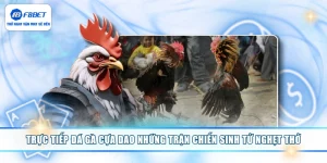 Trực Tiếp Đá Gà Cựa Dao Những Trận Chiến Sinh Tử Nghẹt Thở